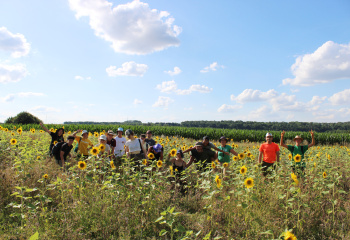 Stagiaires dans le champ de tournesols