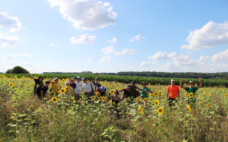 Stagiaires dans le champ de tournesols