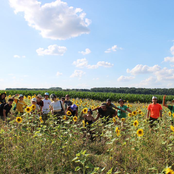 Stagiaires dans le champ de tournesols